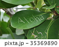 アロハレター 35369890