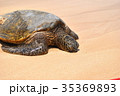 ホヌ 35369893