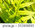 ラウアエ 35369895