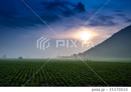 Sunflower Farm 35370010
