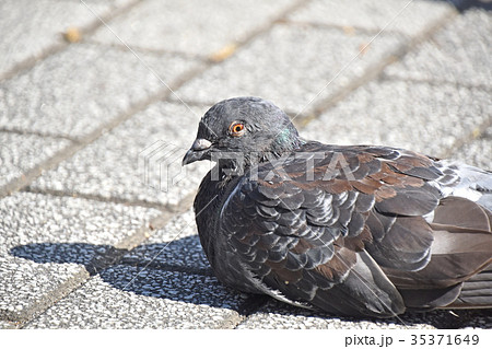 ドバト(土鳩) ドバト(土鳩) 35371649