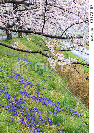 春 サクラとムスカリ 春 サクラとムスカリ 35372467