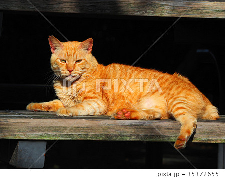 公園のベンチで見つめる猫 35372655