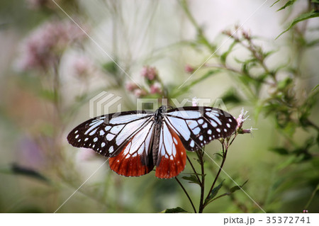 アサギマダラとフジバカマ 35372741