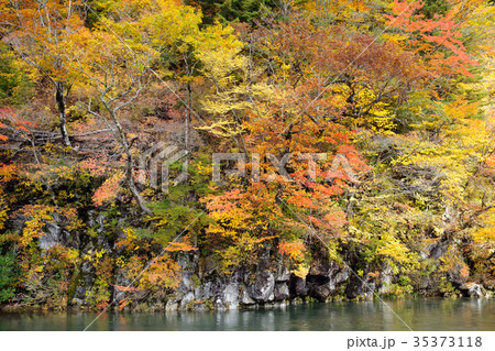 法体の滝 子吉川の紅葉 秋田県 法体の滝 子吉川の紅葉 秋田県 35373118