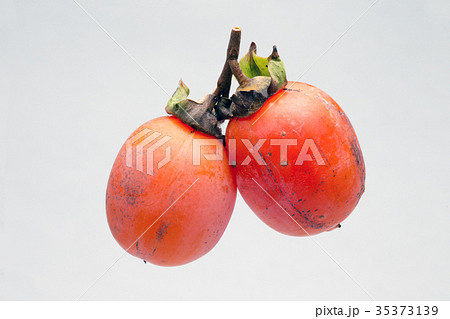 熟し柿 熟し柿 35373139
