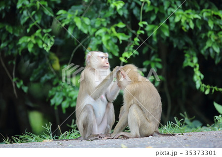 カニクイザル 35373301