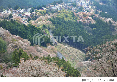 吉野　山桜　満開　奈良 35373308