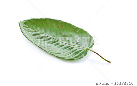 mitragyna speciosa korth (kratom) 35373516