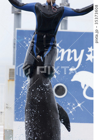 トレーナーと跳ぶハンドウイルカ トレーナーと跳ぶハンドウイルカ 35373608