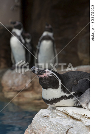 羽を休めるフンボルトペンギン 35373618
