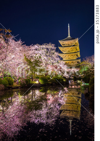 東寺 夜桜ライトアップ 京都府京都市南区 ※2017年4月撮影 東寺 夜桜ライトアップ 京都府京都市南区 ※2017年4月撮影 35373883