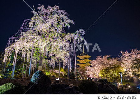 東寺 夜桜ライトアップ 京都府京都市南区 17年4月撮影の写真素材