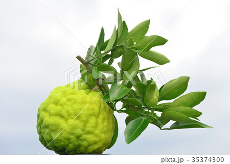 獅子柚子・鬼柚子 35374300