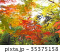 秋　紅葉　 35375158