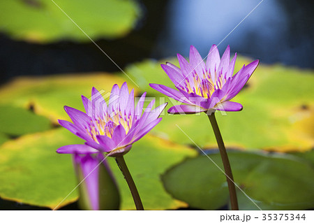 はす 蓮の花 花びら はす 蓮の花 花びら 35375344
