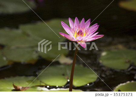 はす 蓮の花 花びら はす 蓮の花 花びら 35375373