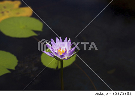 はす 蓮の花 花びら はす 蓮の花 花びら 35375382