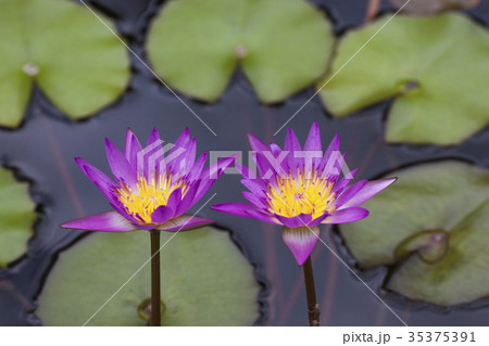 はす 蓮の花 花びら はす 蓮の花 花びら 35375391