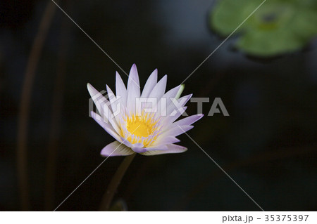 はす 蓮の花 花びら はす 蓮の花 花びら 35375397
