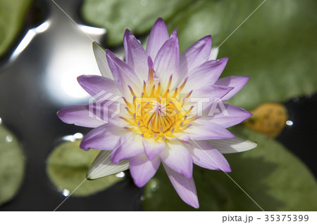 はす 蓮の花 花びら はす 蓮の花 花びら 35375399