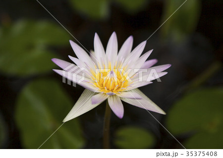 はす 蓮の花 花びら はす 蓮の花 花びら 35375408