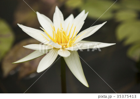 はす　蓮の花　花びら 35375413