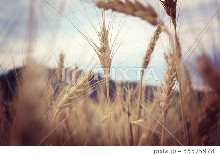 Wheat 35375978