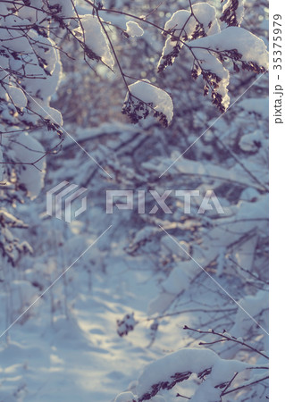 Winter forest 35375979