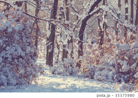 Winter forest 35375980