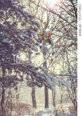 Winter forest 35375981