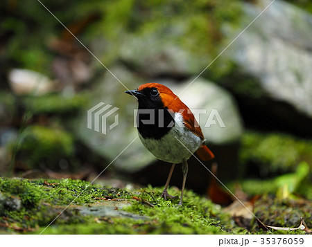 ホントウアカヒゲ 35376059