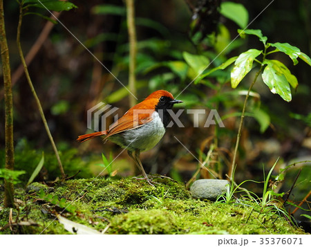 ホントウアカヒゲ 35376071