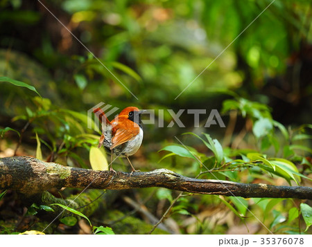 ホントウアカヒゲ 35376078