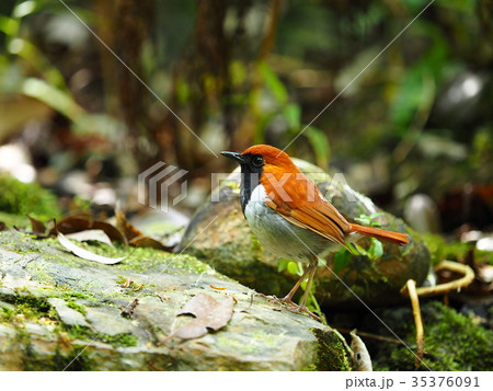 ホントウアカヒゲ 35376091