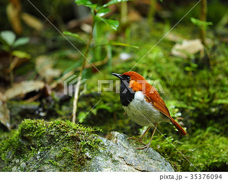 ホントウアカヒゲ ホントウアカヒゲ 35376094