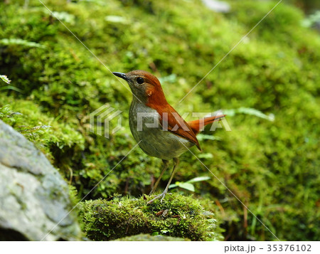 ホントウアカヒゲ 35376102