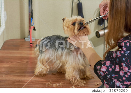 Female hands, dog grooming. 35376299