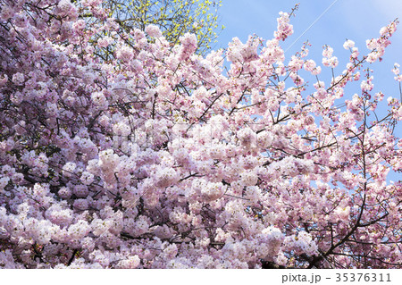 満開の桜と青空　八重桜クローズアップ 35376311