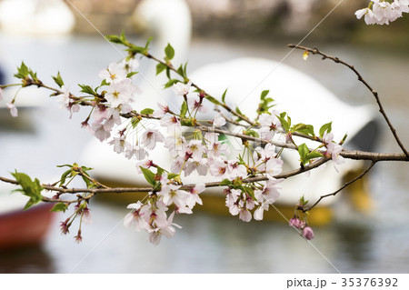 桜の花と池に浮かぶ遊覧ボート 35376392