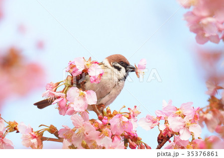 河津桜を咥えるスズメ 河津桜を咥えるスズメ 35376861