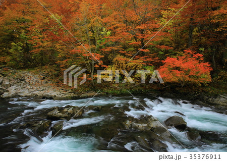 紅葉の法体の滝 35376911