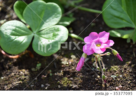 オキザリス・ボーウィー 35377095