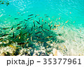 Fish in the national park Plitvice, Croatia 35377961