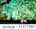Fish in the Plitvice Lakes in Croatia 35377963
