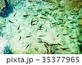 Fish in the national park Plitvice, Croatia 35377965