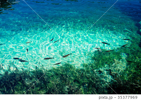 Fish in the Plitvice Lakes in Croatia Fish in the Plitvice Lakes in Croatia 35377969