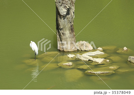 台湾 アジア人 アジアン 35378049