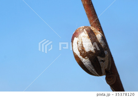 イラガの繭 35378120