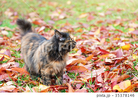 Cat in autumn park. Tortoiseshell kitten walking 35378146